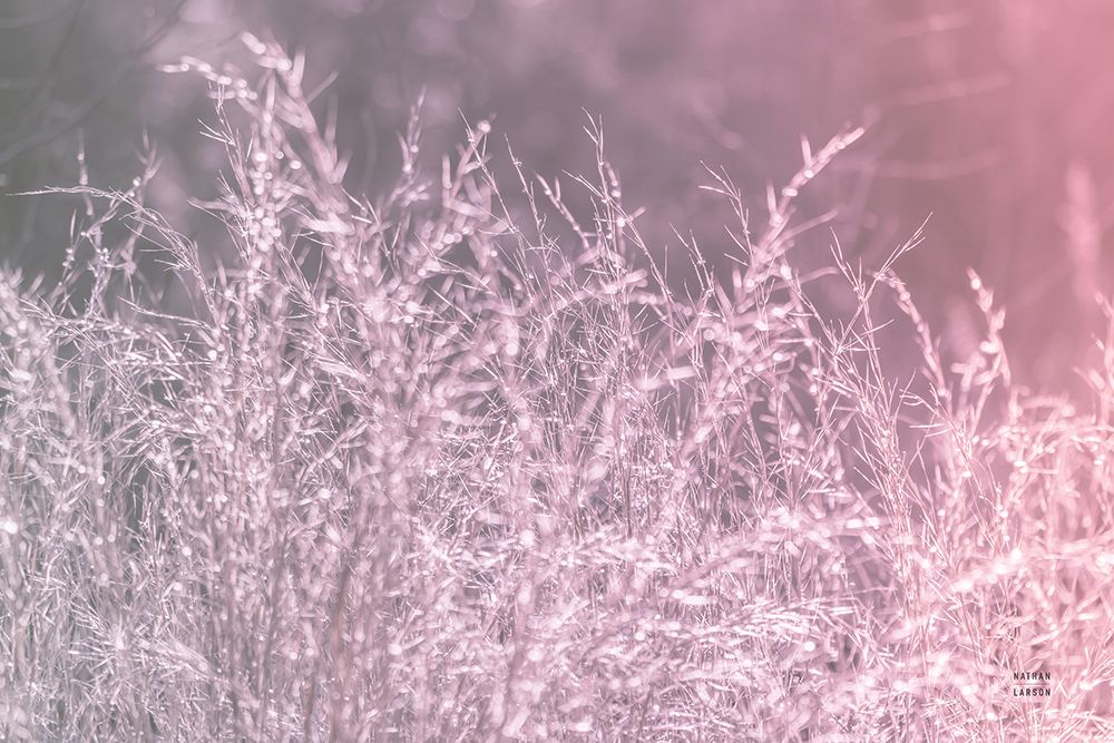 Pink Morning I art print by Nathan Larson for $57.95 CAD