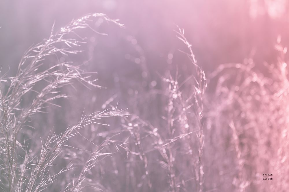 Pink Morning II art print by Nathan Larson for $57.95 CAD