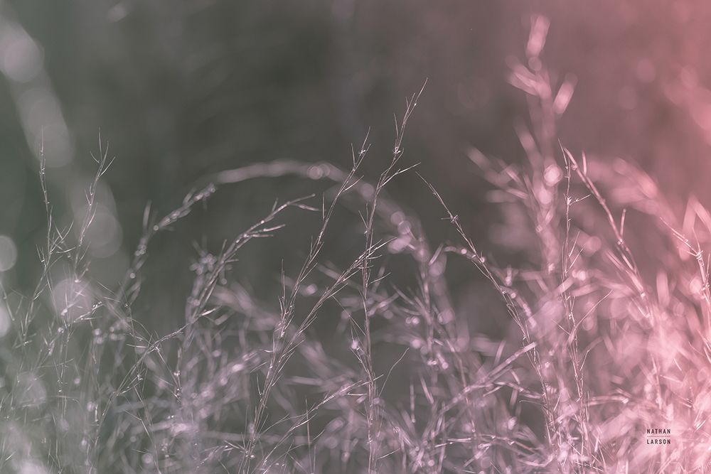 Pink Morning III art print by Nathan Larson for $57.95 CAD