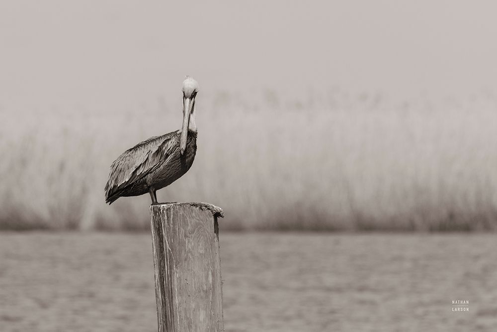 Pelican Stories art print by Nathan Larson for $57.95 CAD
