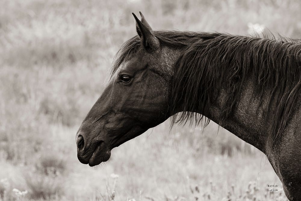 Watchful Sepia art print by Nathan Larson for $57.95 CAD