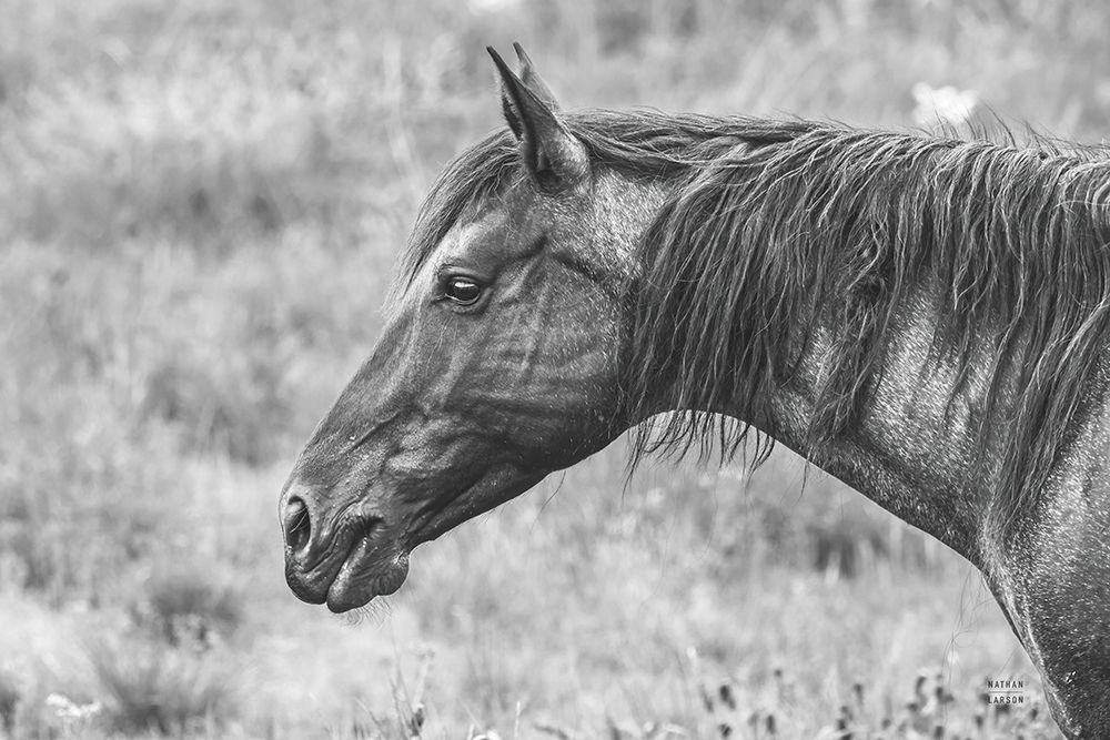 Watchful BW art print by Nathan Larson for $57.95 CAD
