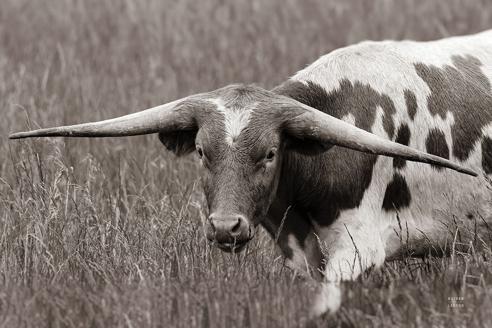 Rainy Pasture I BW art print by Nathan Larson for $57.95 CAD