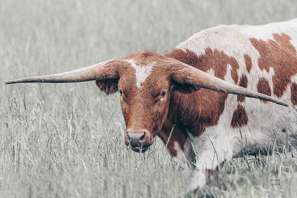 Rainy Pasture I art print by Nathan Larson for $57.95 CAD