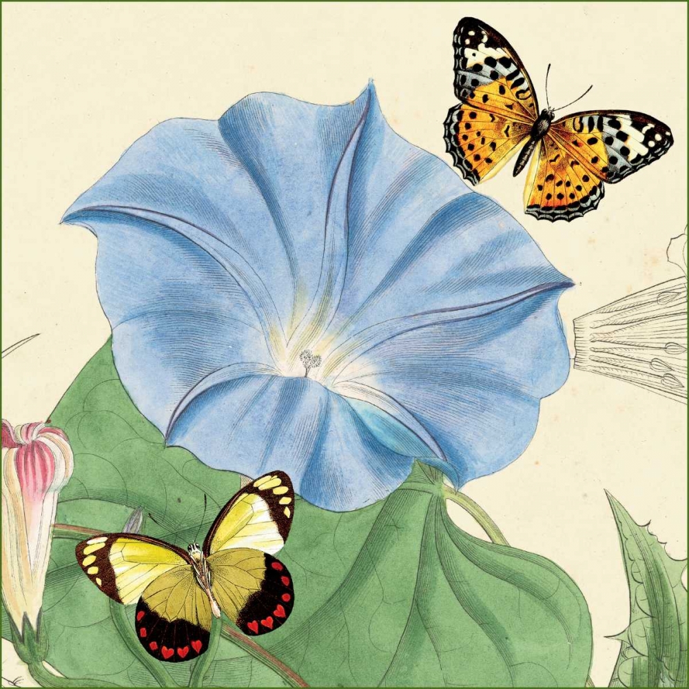 Morning Glory art print by Louis van Houtte for $57.95 CAD