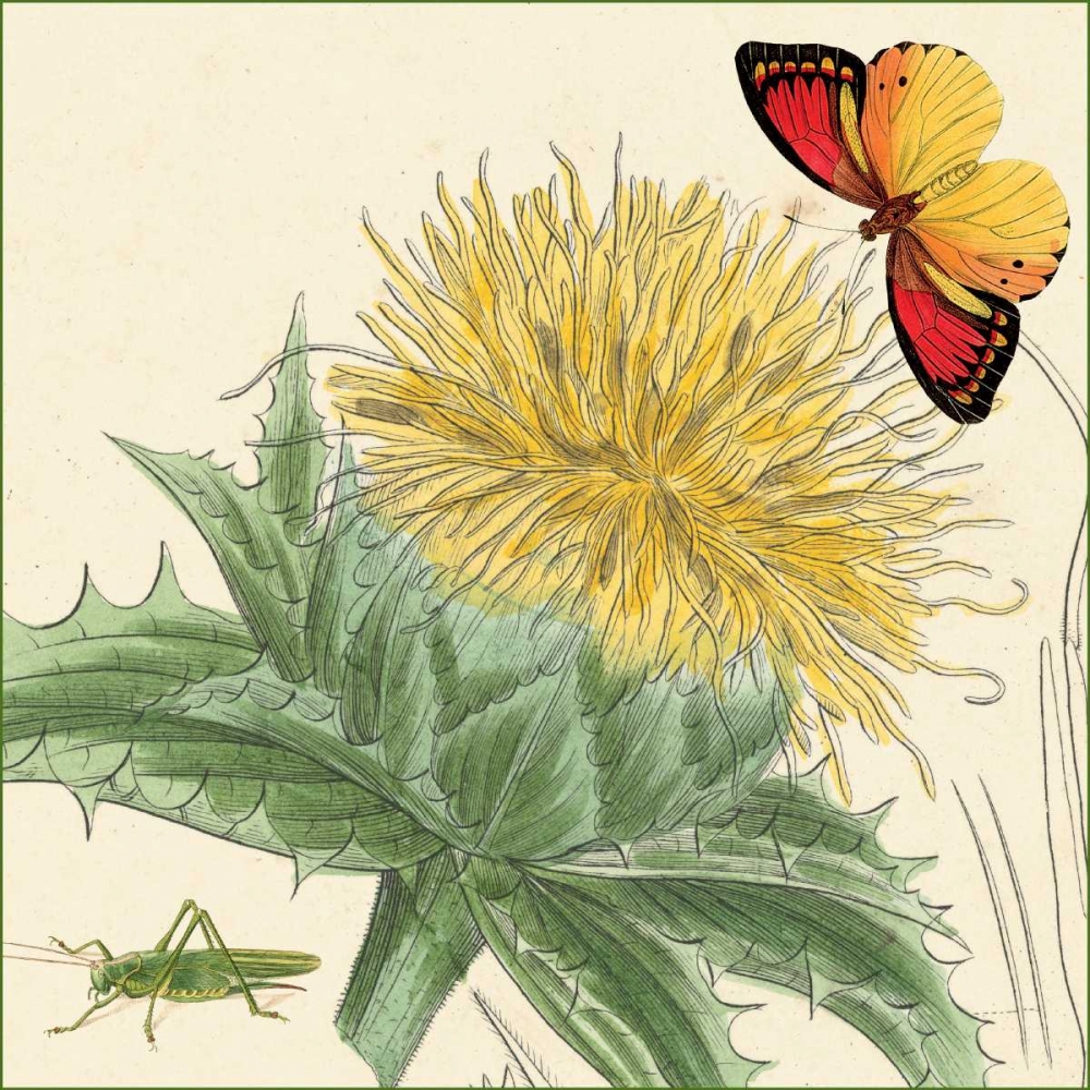 Star Thistle art print by Louis van Houtte for $57.95 CAD