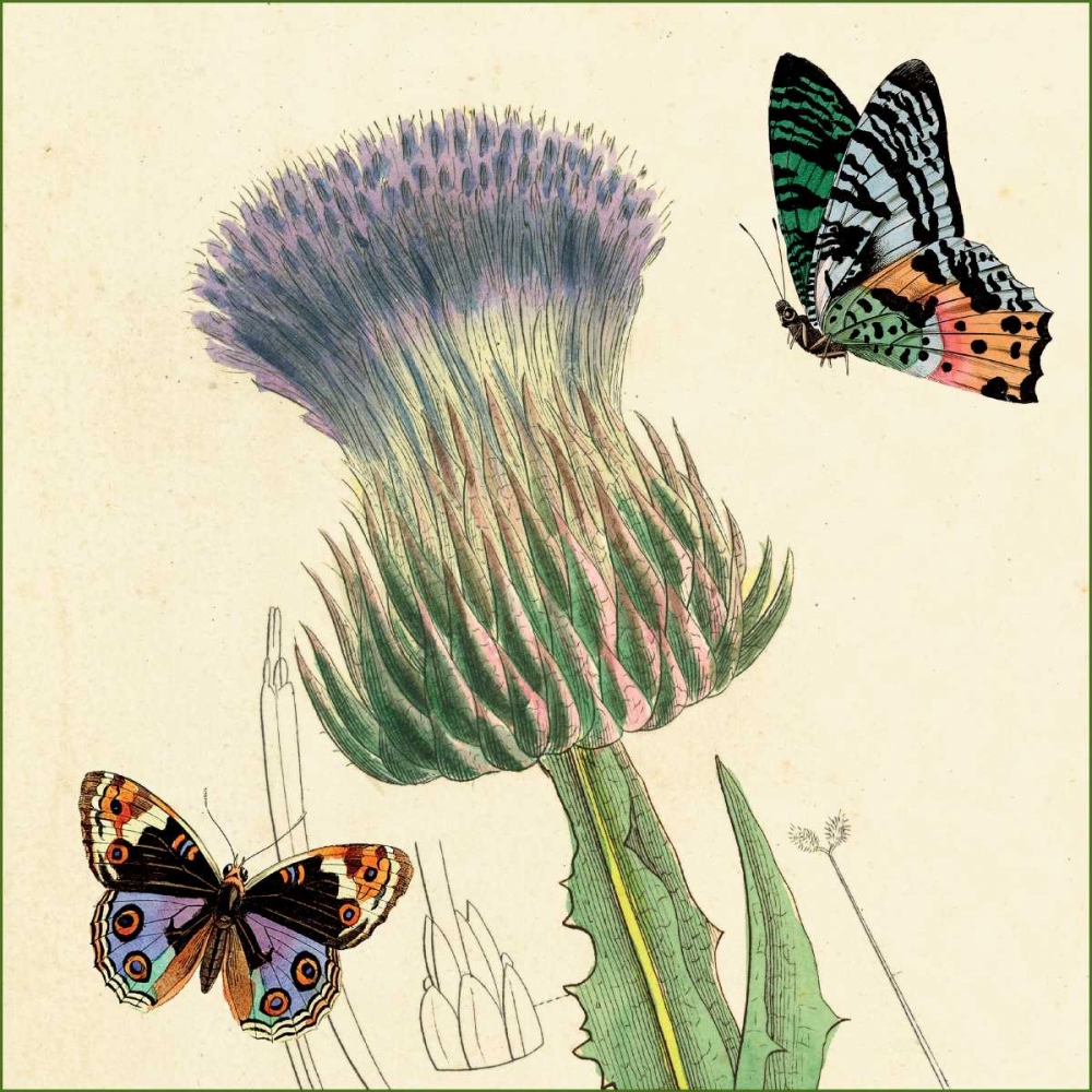 Field Thistle art print by Louis van Houtte for $57.95 CAD