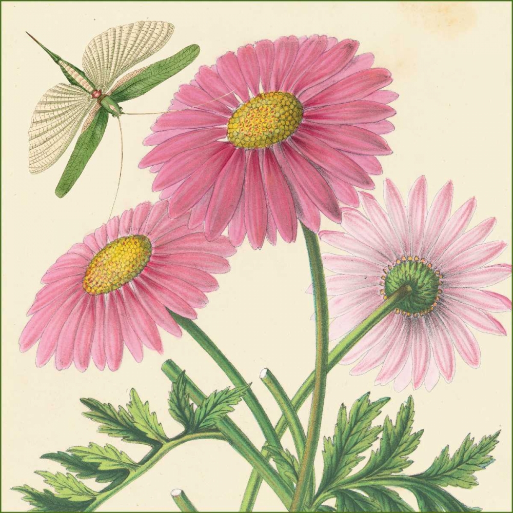 Pink Gerber art print by Louis van Houtte for $57.95 CAD
