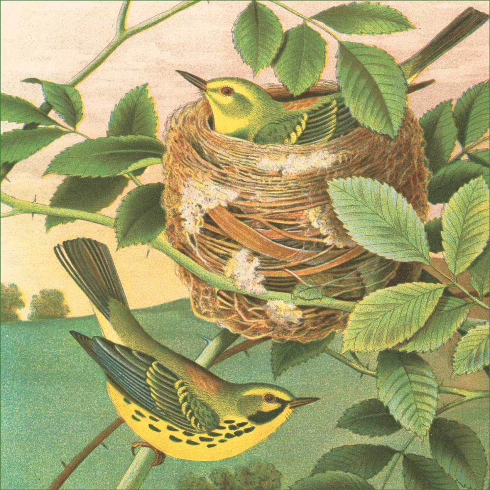 Goldfinch and Warbler B art print by John Gould for $57.95 CAD