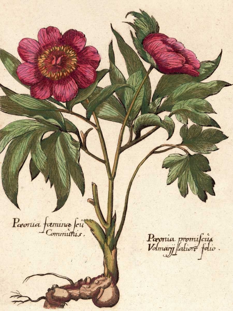 Giant Peony I art print by Ludwig Van Houtte for $57.95 CAD
