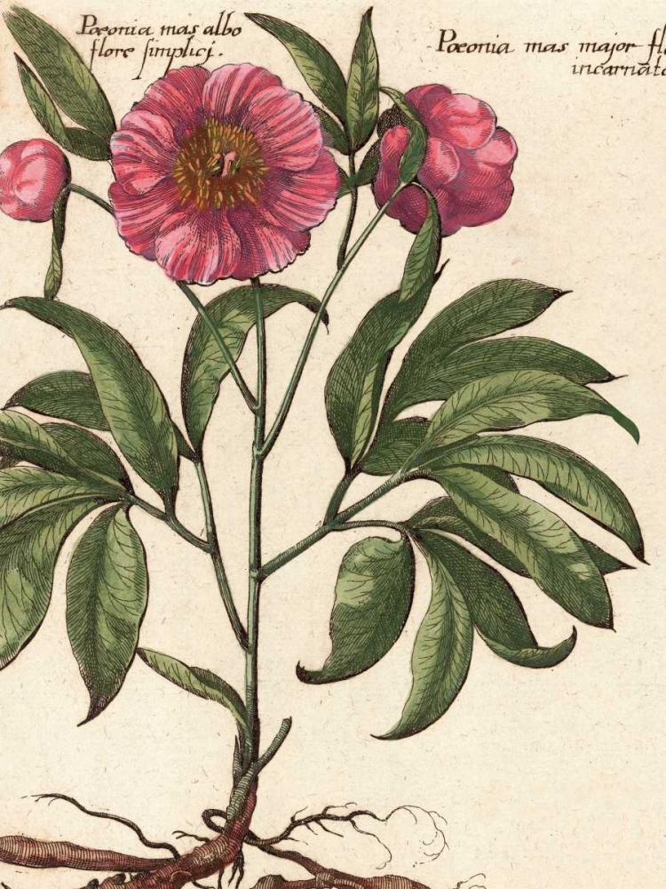 Giant Peony II art print by Ludwig Van Houtte for $57.95 CAD