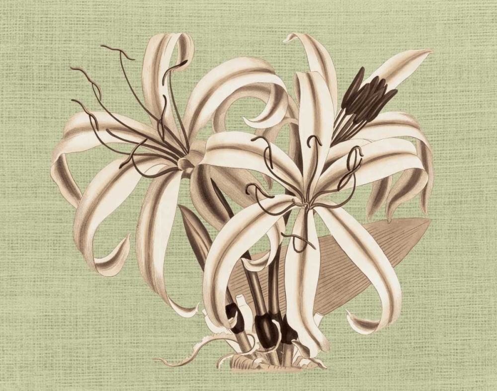 Regence Lily I art print by Sarah E Chilton for $57.95 CAD