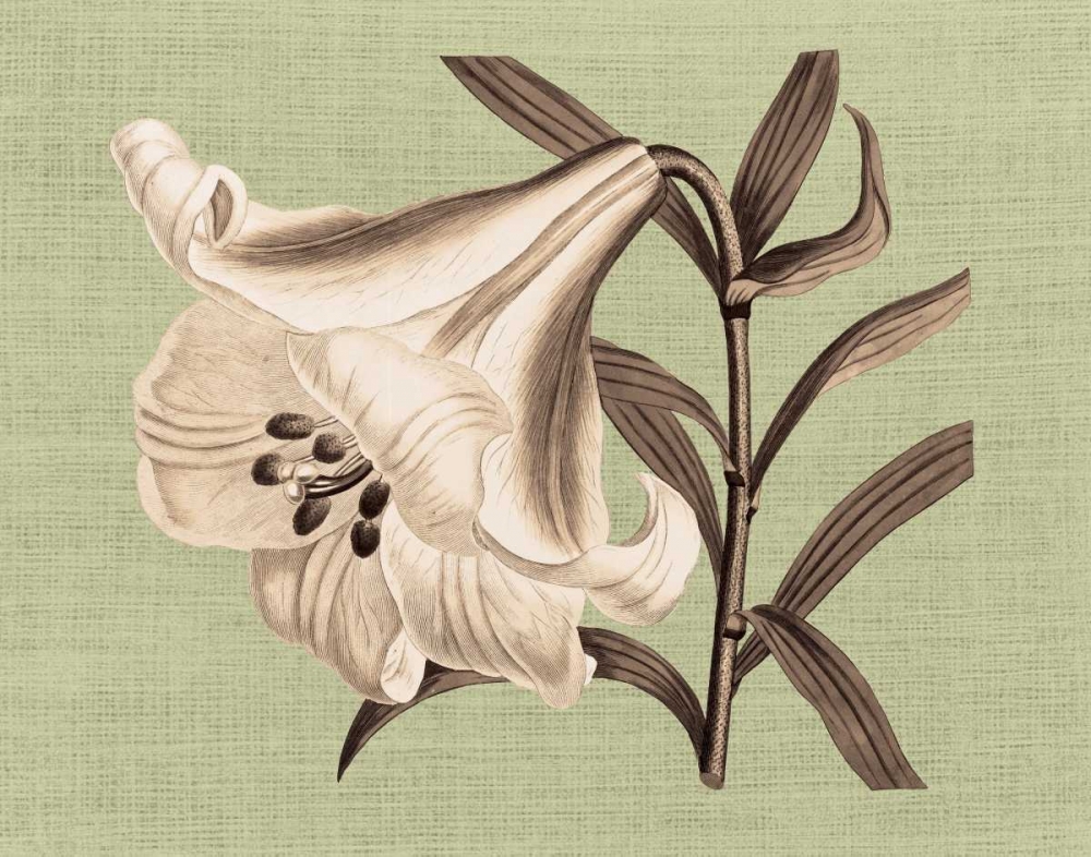 Regence Lily III art print by Sarah E Chilton for $57.95 CAD