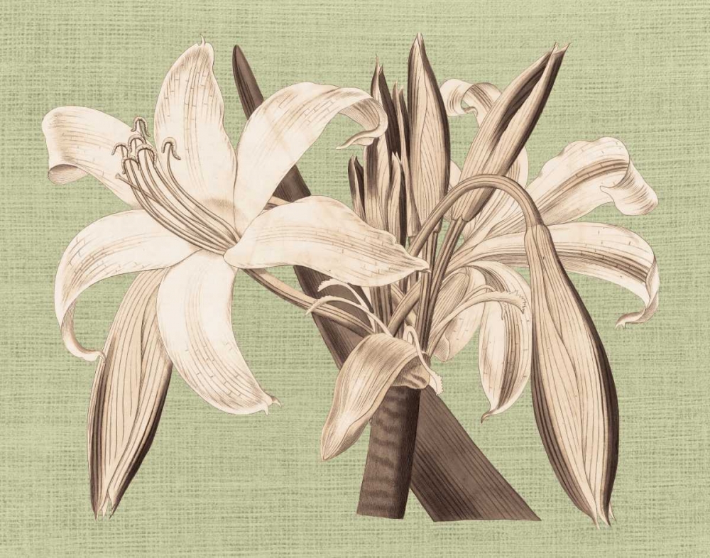 Regence Lily IV art print by Sarah E Chilton for $57.95 CAD