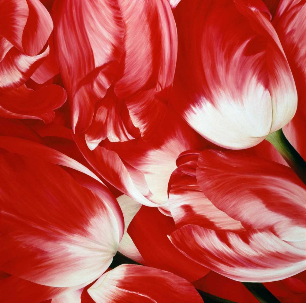 Most Beautiful Tulip III art print by Yvonne Poelstra-Holzhaus for $57.95 CAD