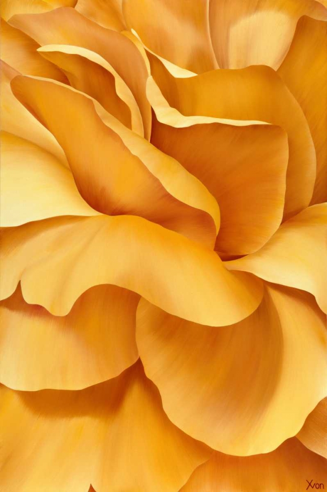 Magnificant Flower I art print by Yvonne Poelstra-Holzhaus for $57.95 CAD