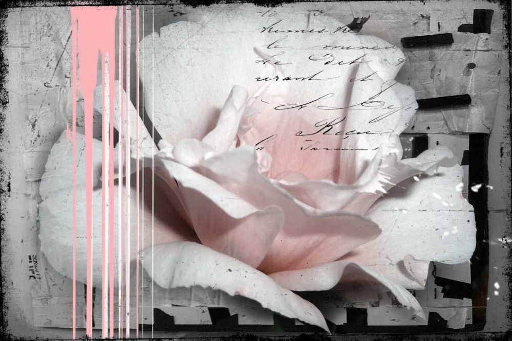 Pink Rose art print by Micha Baker for $57.95 CAD