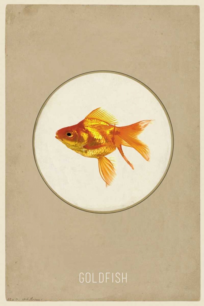 Goldfish art print by Anne Waltz for $57.95 CAD