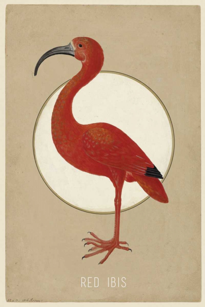 Red Ibis art print by Anne Waltz for $57.95 CAD