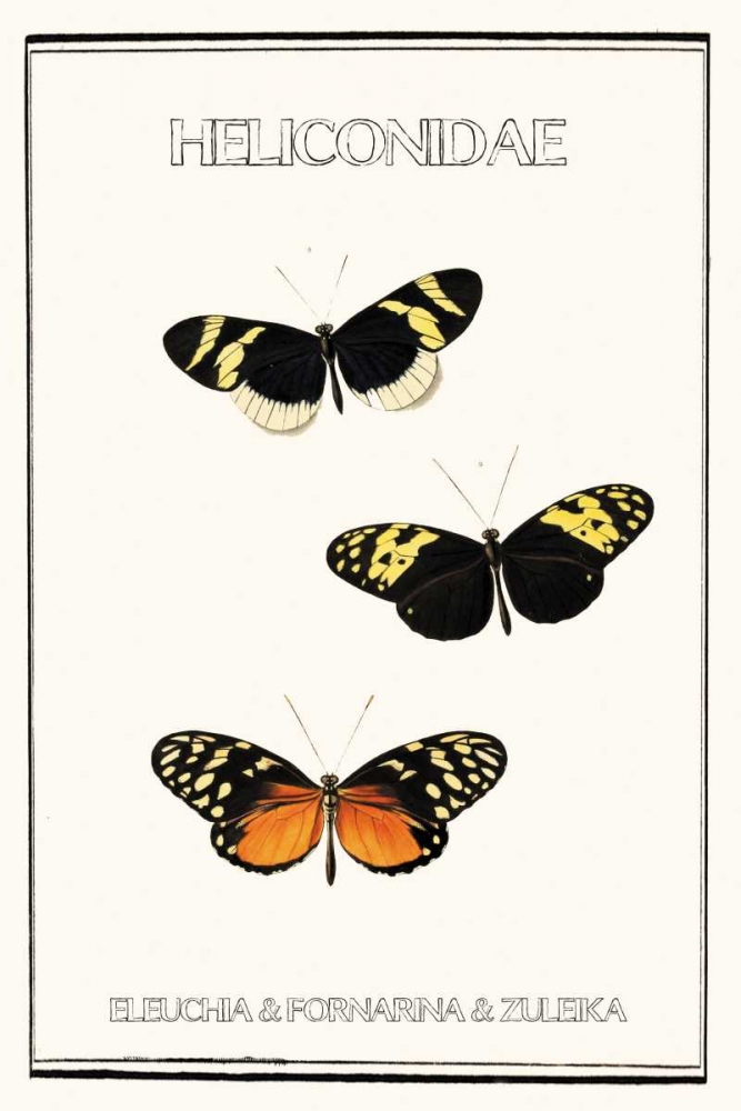 Heliconidae art print by Anne Waltz for $57.95 CAD