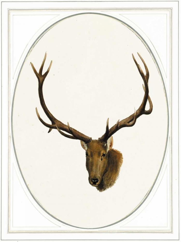 Deer II art print by Anne Waltz for $57.95 CAD