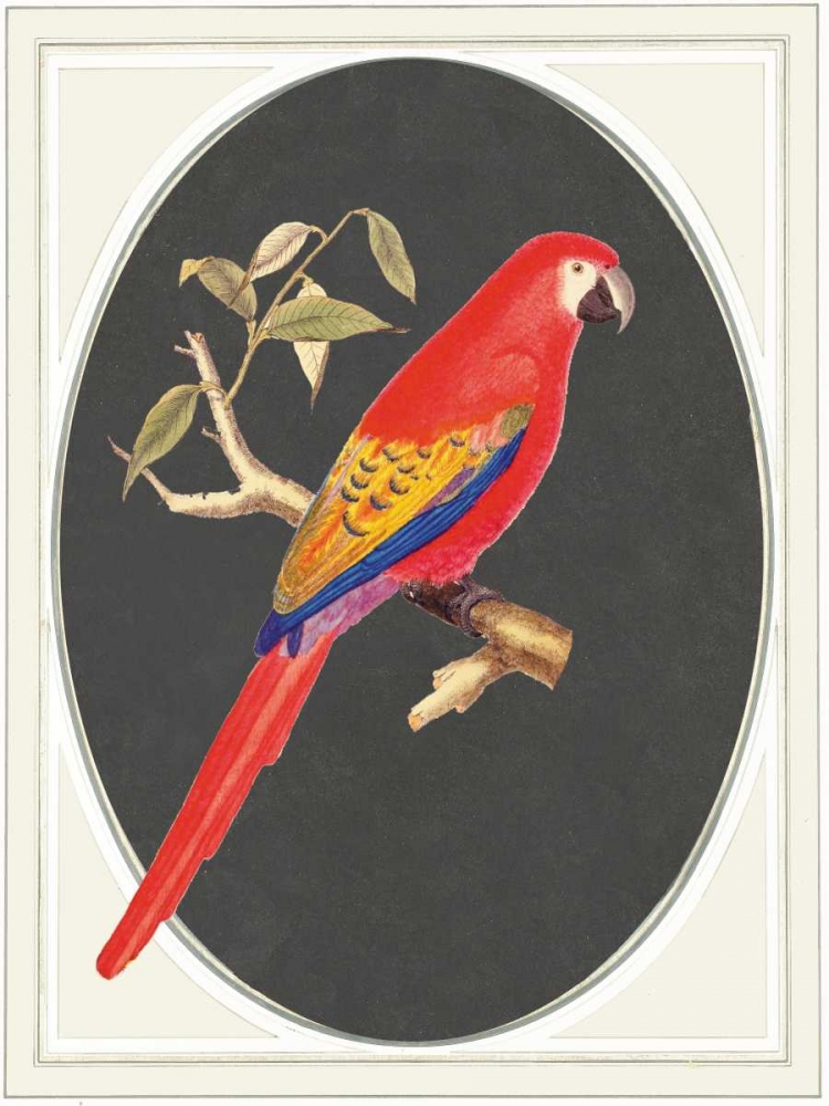 parrot red art print by Anne Waltz for $57.95 CAD