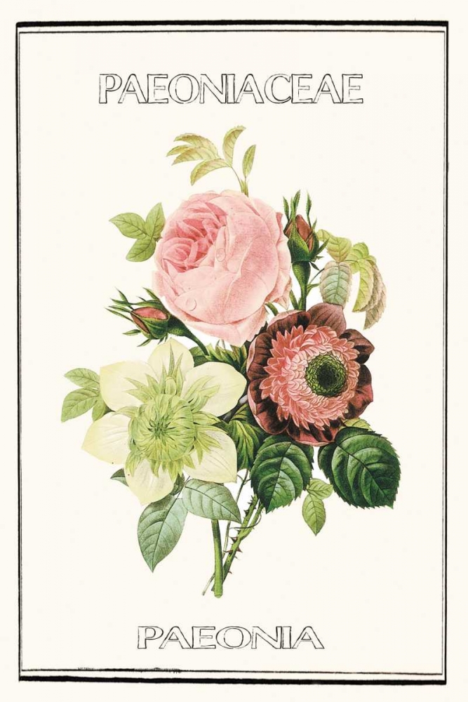 Paeno rose art print by Anne Waltz for $57.95 CAD
