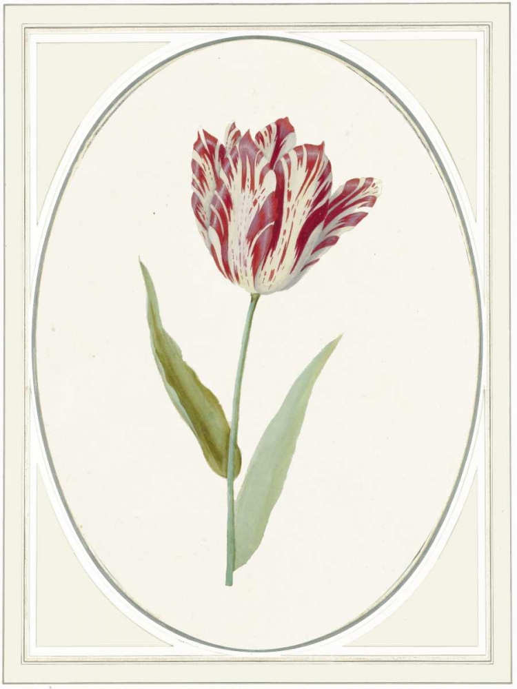 Tulipa V art print by Anne Waltz for $57.95 CAD
