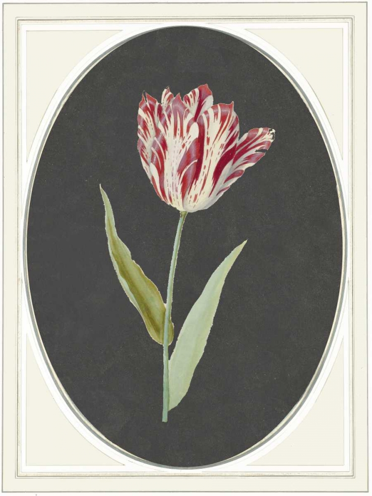 Kaiser Tulip art print by Anne Waltz for $57.95 CAD