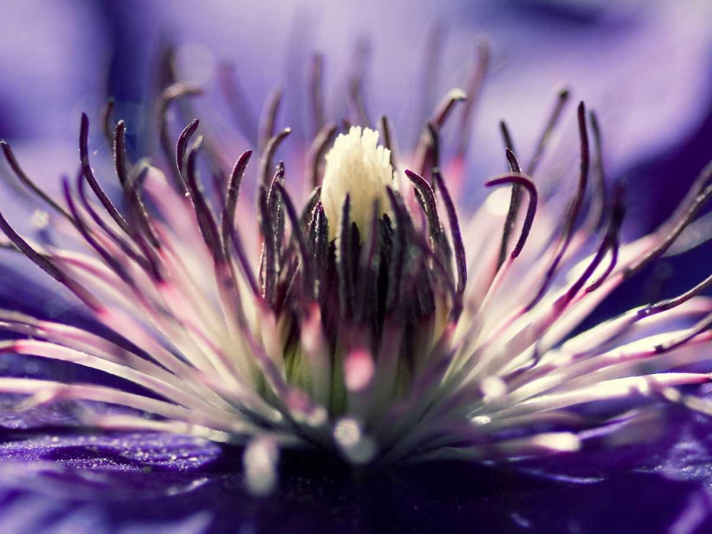 Purple melody art print by Kirsten Riedt for $57.95 CAD