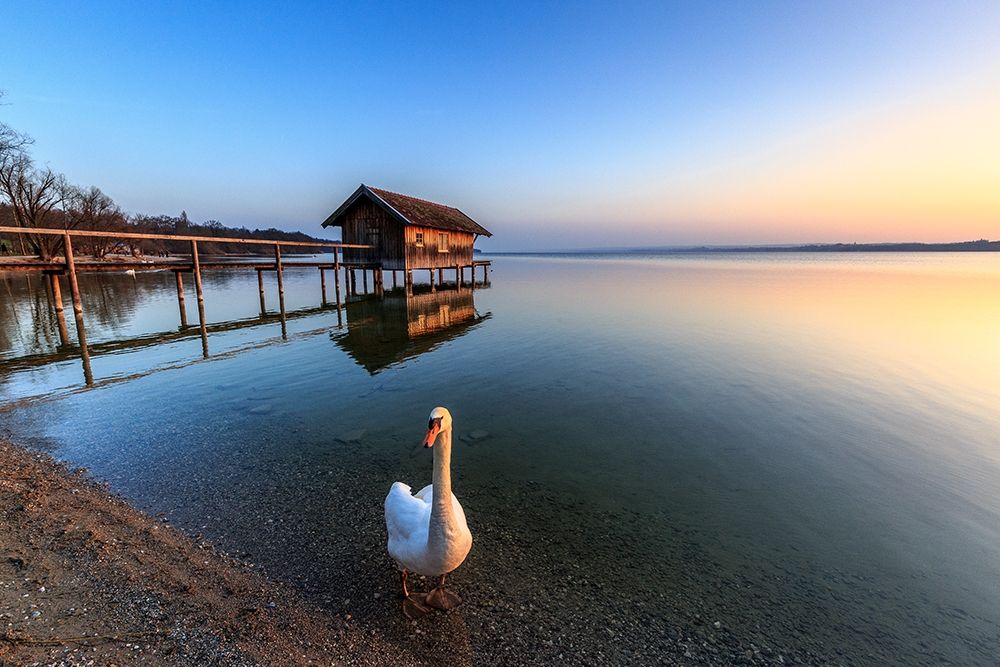 Schwan am Ammersee art print by Markus Scholz for $57.95 CAD