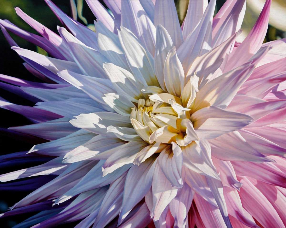 Another Dazzling Dahlia art print by Michael Schuh for $57.95 CAD