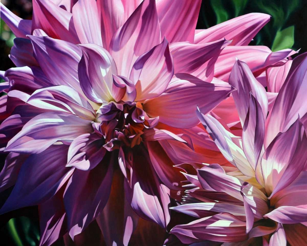 Dueling Dahlias art print by Michael Schuh for $57.95 CAD