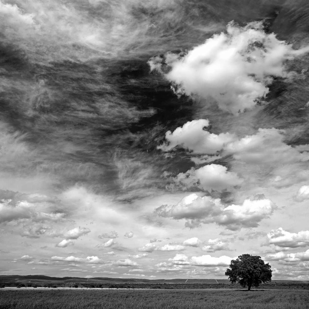 Black and white field 841 art print by J.A. Palacios for $57.95 CAD