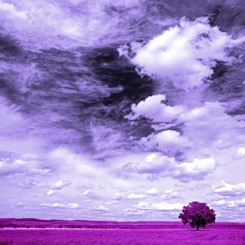 Lilac field 840 art print by J.A. Palacios for $57.95 CAD