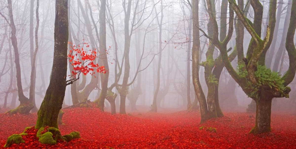 Red forest leaves 828 art print by J.A. Palacios for $57.95 CAD
