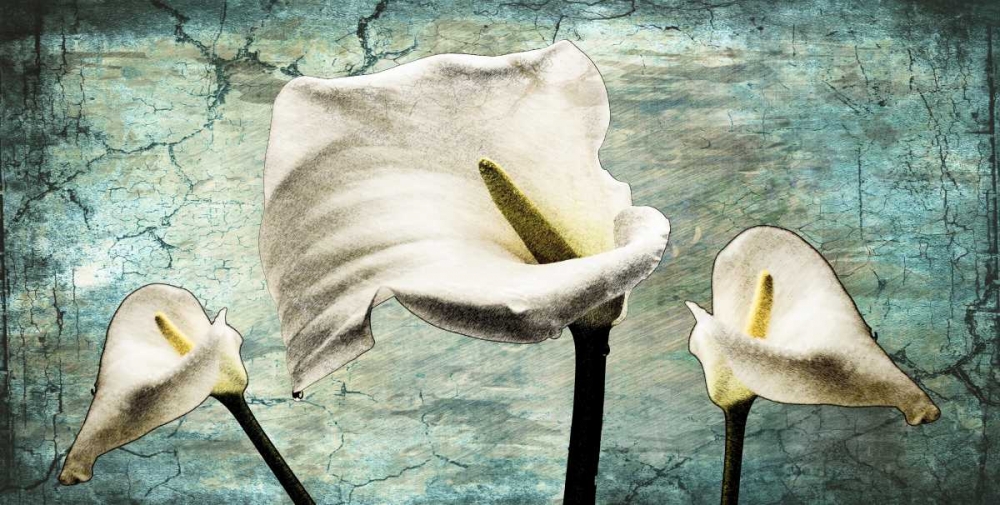 Callas I art print by Susan P. Willow for $57.95 CAD