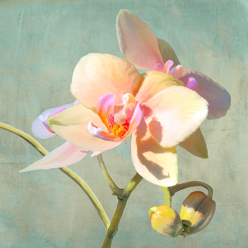 Jewel Orchids II art print by Luca Villa for $57.95 CAD