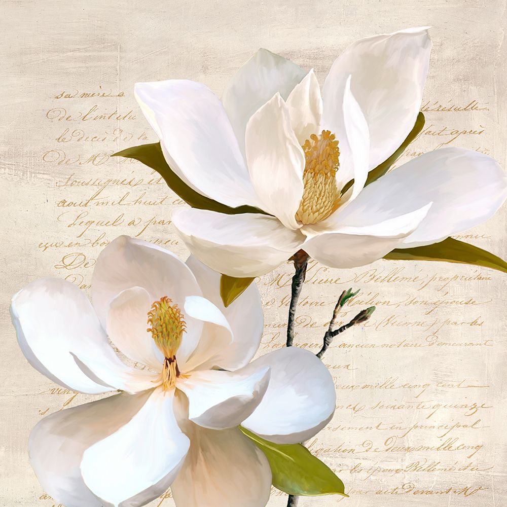 Ivory Magnolia_II art print by Luca Villa for $57.95 CAD