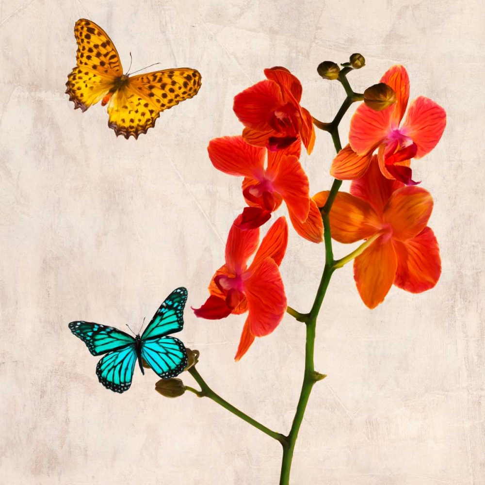 Orchids and Butterflies II art print by Teo Rizzardi for $57.95 CAD