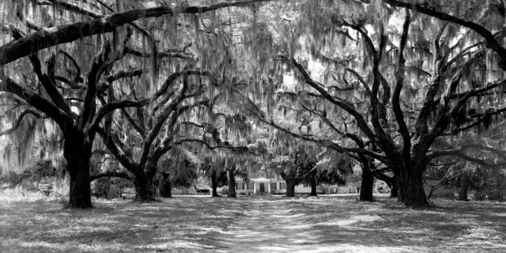 Avenue of oaks, South Carolina art print by Anonymous for $57.95 CAD