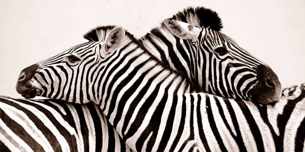 Zebras in love art print by Anonymous for $57.95 CAD