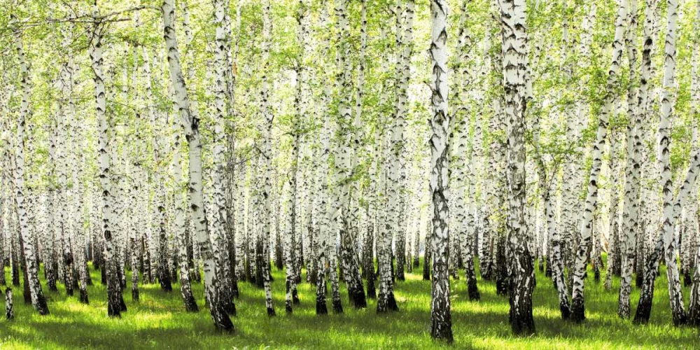 Birch forest in spring art print by Anonymous for $57.95 CAD