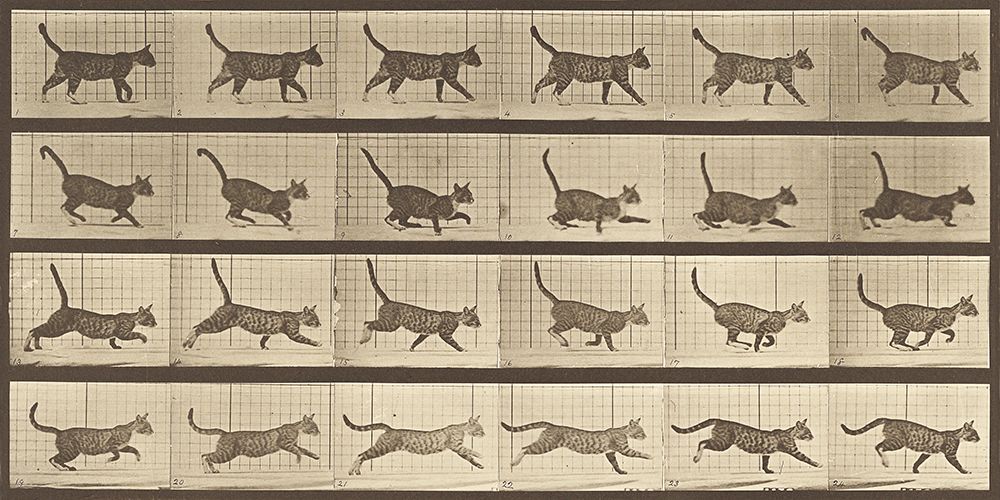 Animal Locomotion: A Cat art print by Eadweard Muybridge for $57.95 CAD