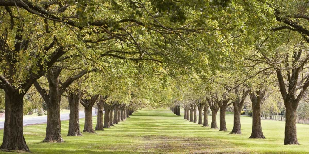 Rows of trees bordering greensward art print by Ocean IMAGES for $57.95 CAD