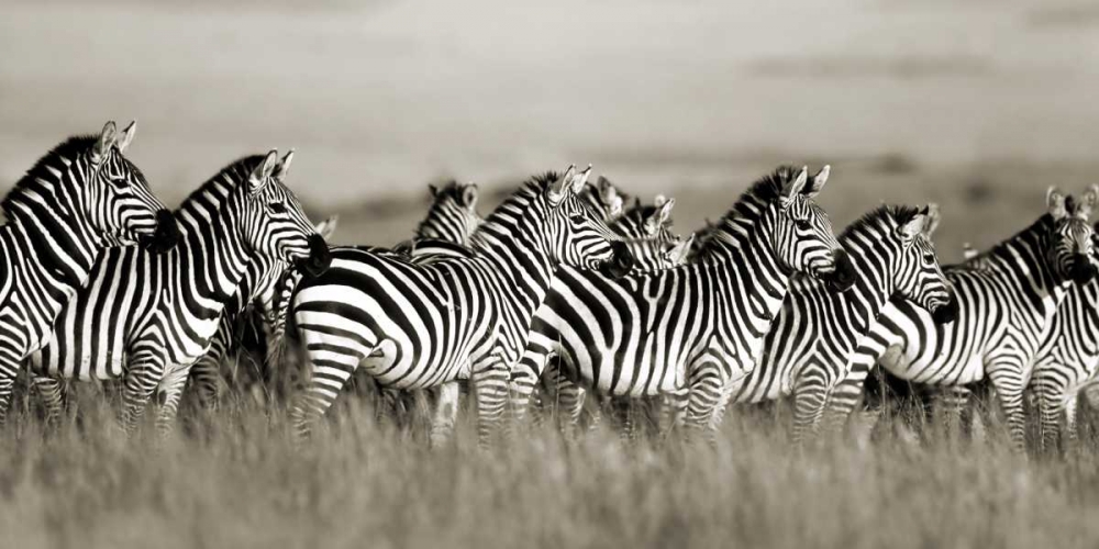 Grants zebra, Masai Mara, Kenya art print by Frank Krahmer for $57.95 CAD