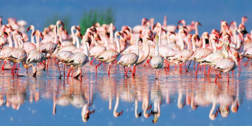 Lesser flamingo, Lake Nakuru, Kenya art print by Frank Krahmer for $57.95 CAD