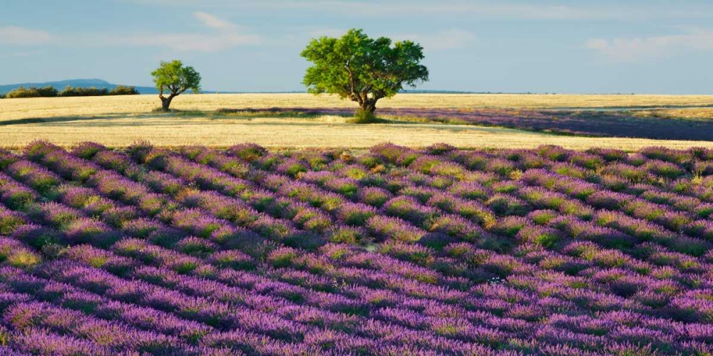 Lavender field and almond tree, Provence, France art print by Frank Krahmer for $57.95 CAD
