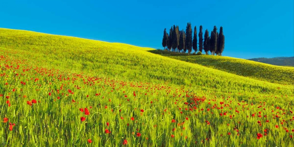 Cypress and corn field, Tuscany, Italy art print by Frank Krahmer for $57.95 CAD