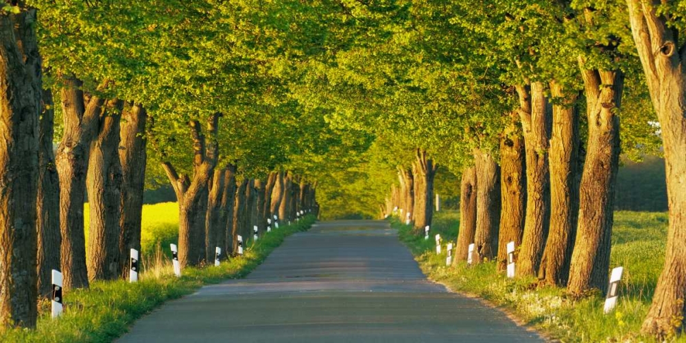 Lime tree alley, Mecklenburg Lake District, Germany art print by Frank Krahmer for $57.95 CAD